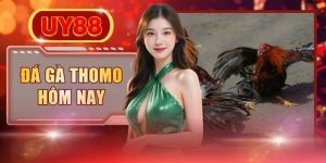 Đá Gà Thomo Hôm Nay - Lịch Thi Đấu Mới Nhất Tại UY88
